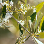 Βαμβακάδα στις ελιές