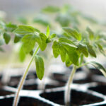 Τι φυτεύουμε τον Ιανουάριο