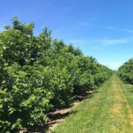 Τιπ Οκτωβρίου