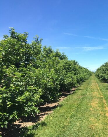 apple-trees-g5529dcb28_1920
